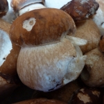 cepes