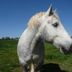 percheron-portrait