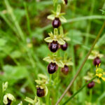 Orchidées-Ophrys aranifera