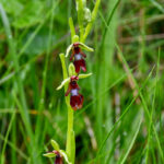 Orchidées-Ophrys insectifera