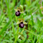 Orchidées-Ophrys passionis